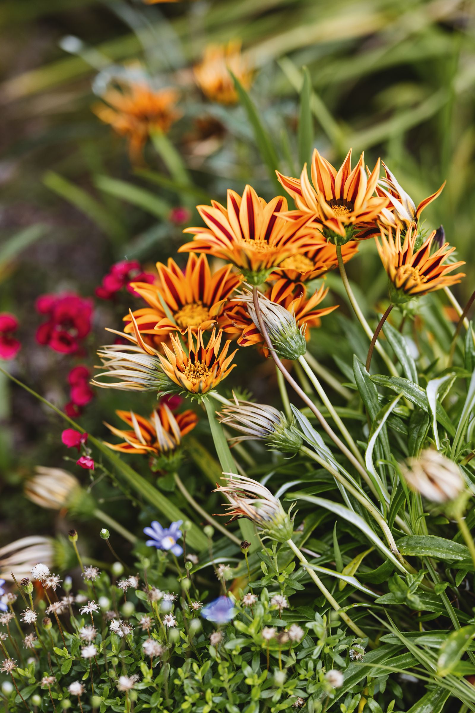 Gazania ‘Tiger Stripes.