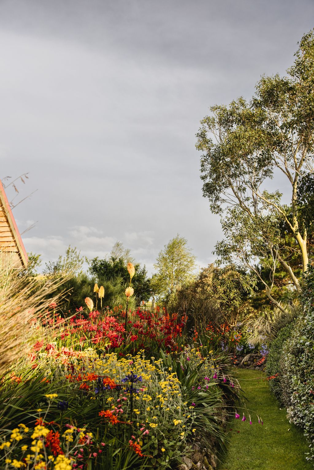 A dazzling combination of colours catches the eye in the bed of South African plants where tall Kniphofia uvaria tower...