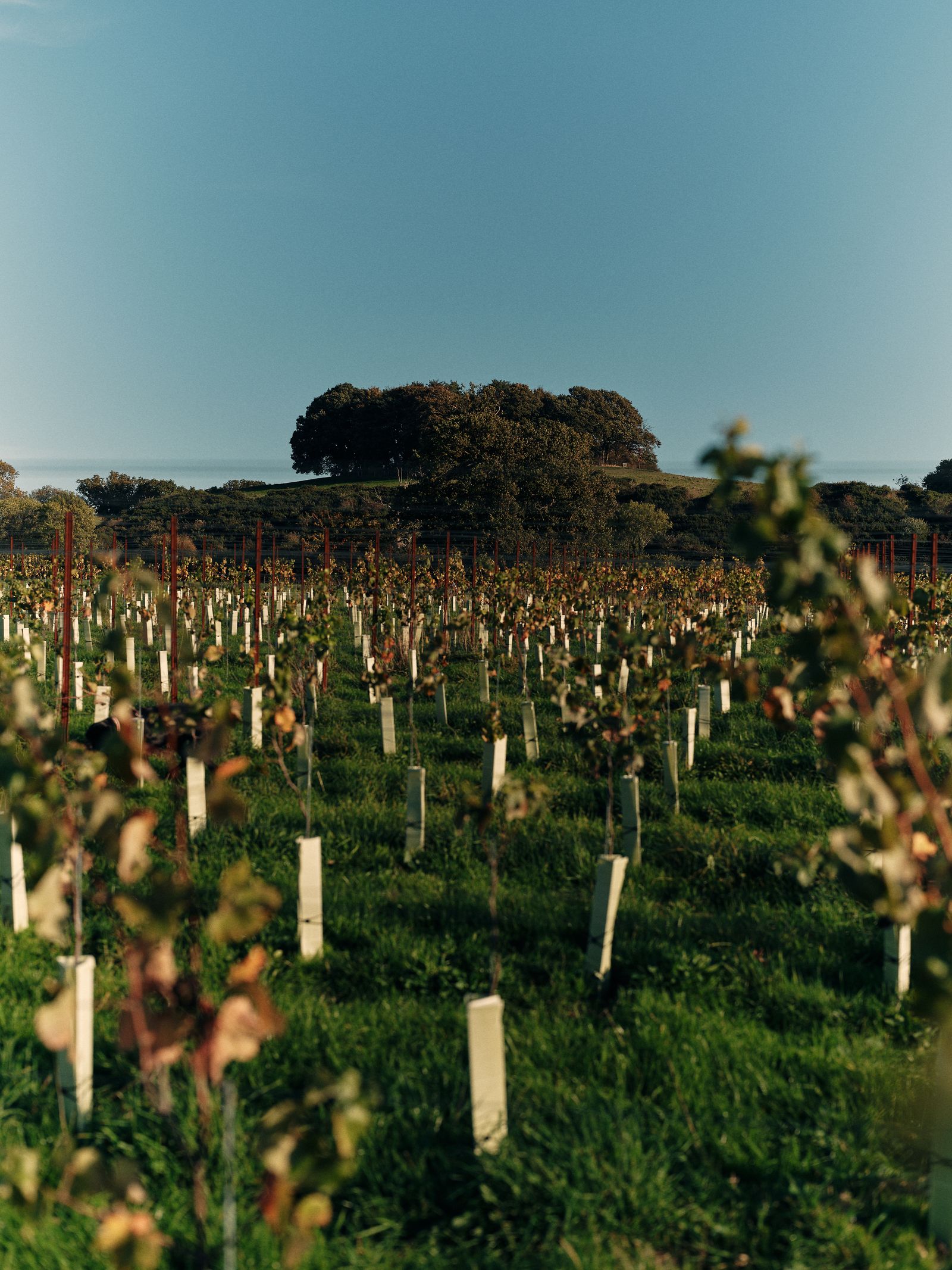 Thornfalcon Winery in Somerset.