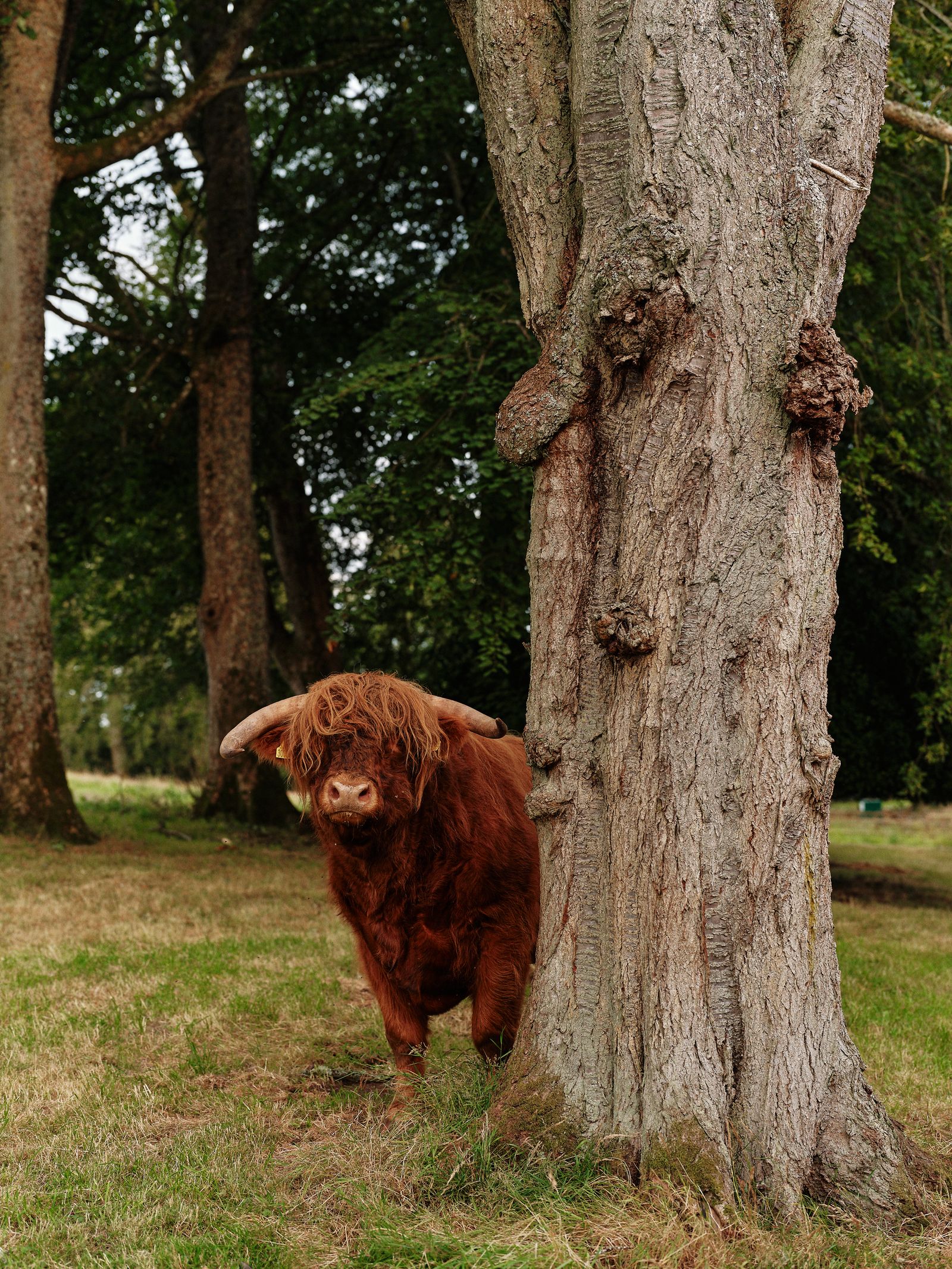 With 12 hectares of parkland Penicuik Estate comes with its own Highland cattle and ornamental lakes.