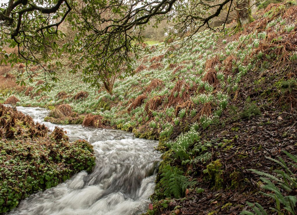 Image may contain Nature Outdoors Stream Water Plant Vegetation Creek Land Tree Woodland Moss and Wilderness