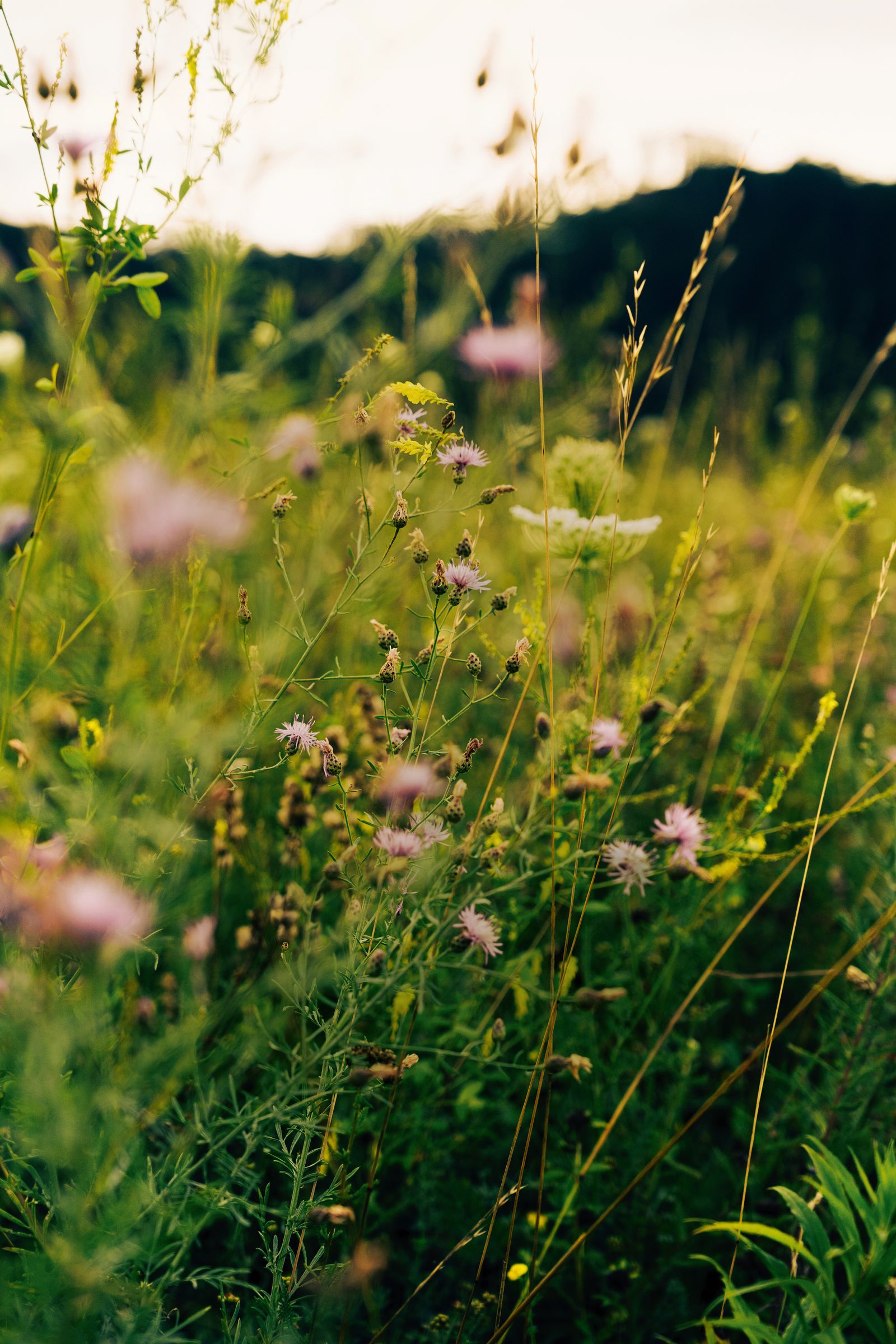 Image may contain Field Grassland Nature Outdoors Grass Plant Countryside Meadow Rural Vegetation and Daisy