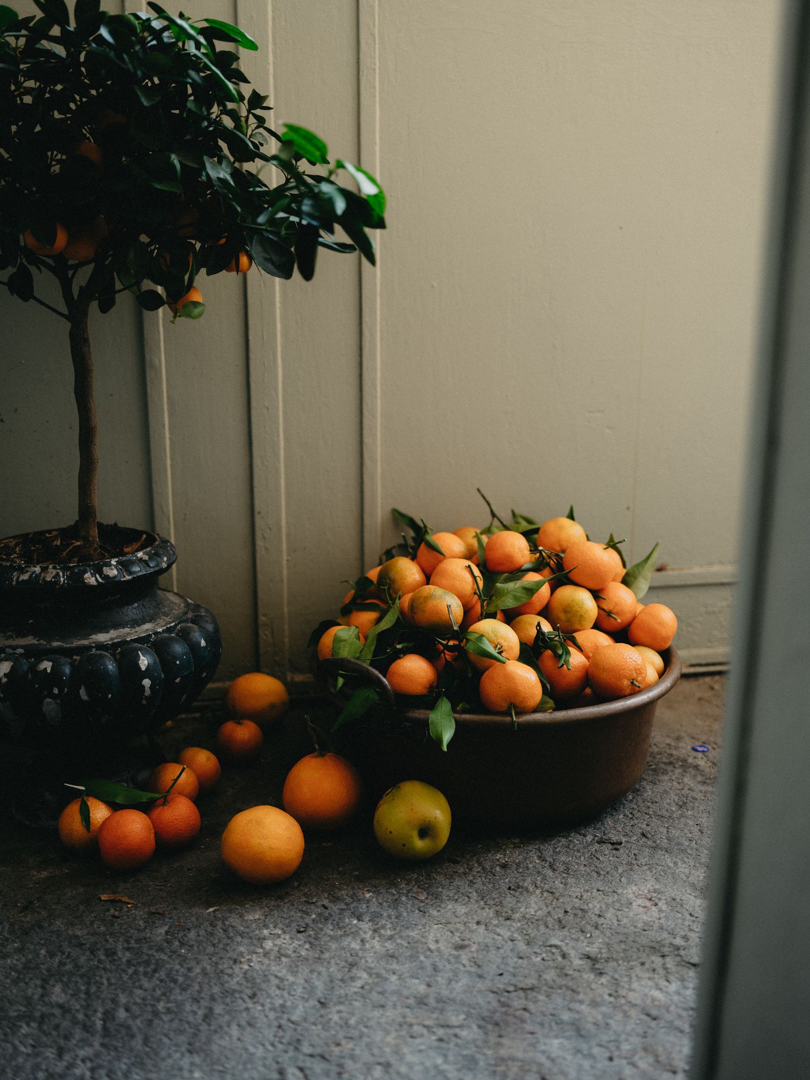 Image may contain Plant Potted Plant Citrus Fruit Food Fruit Produce Orange and Pear