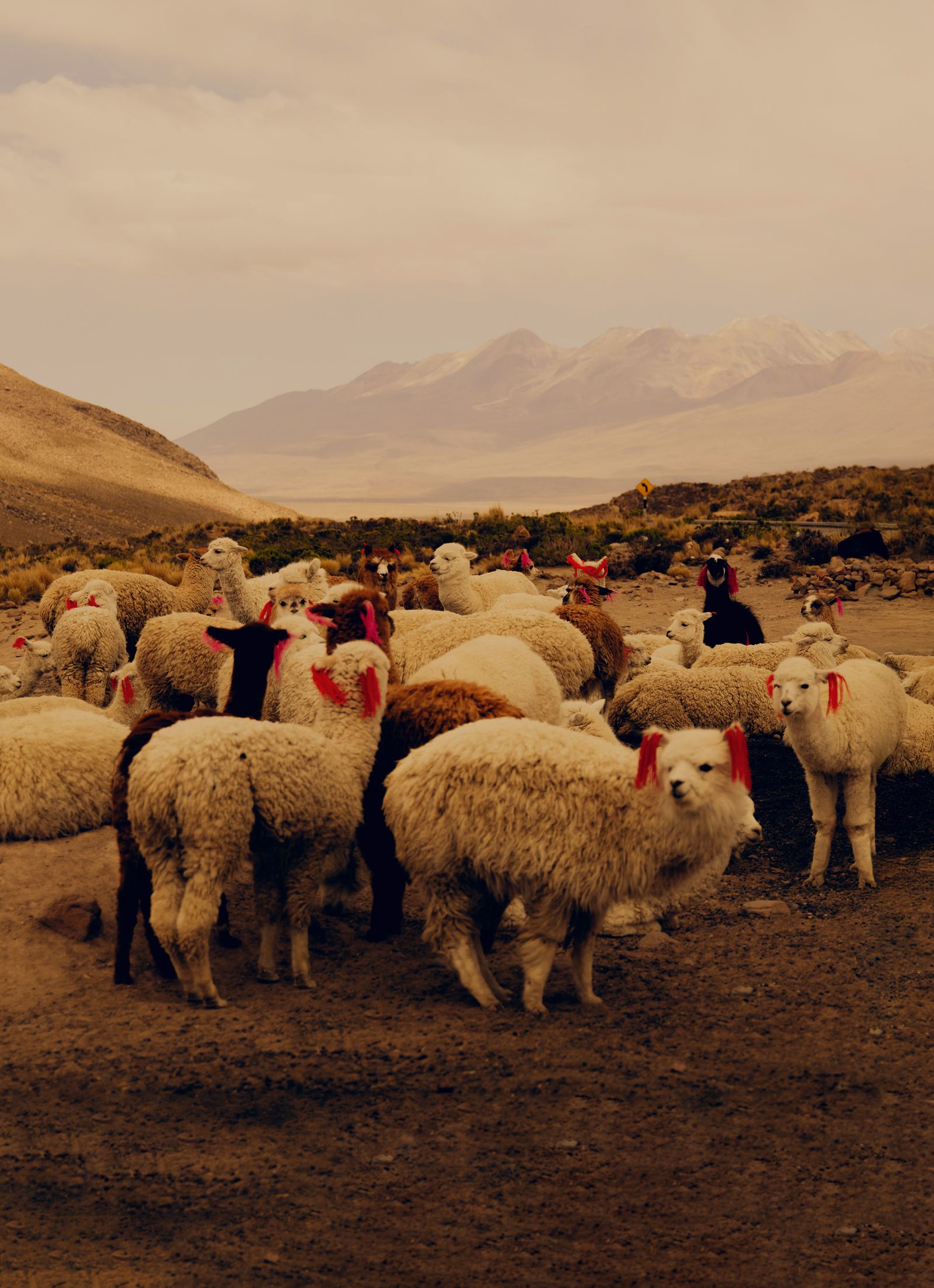 Image may contain Animal Livestock Mammal Sheep and Person