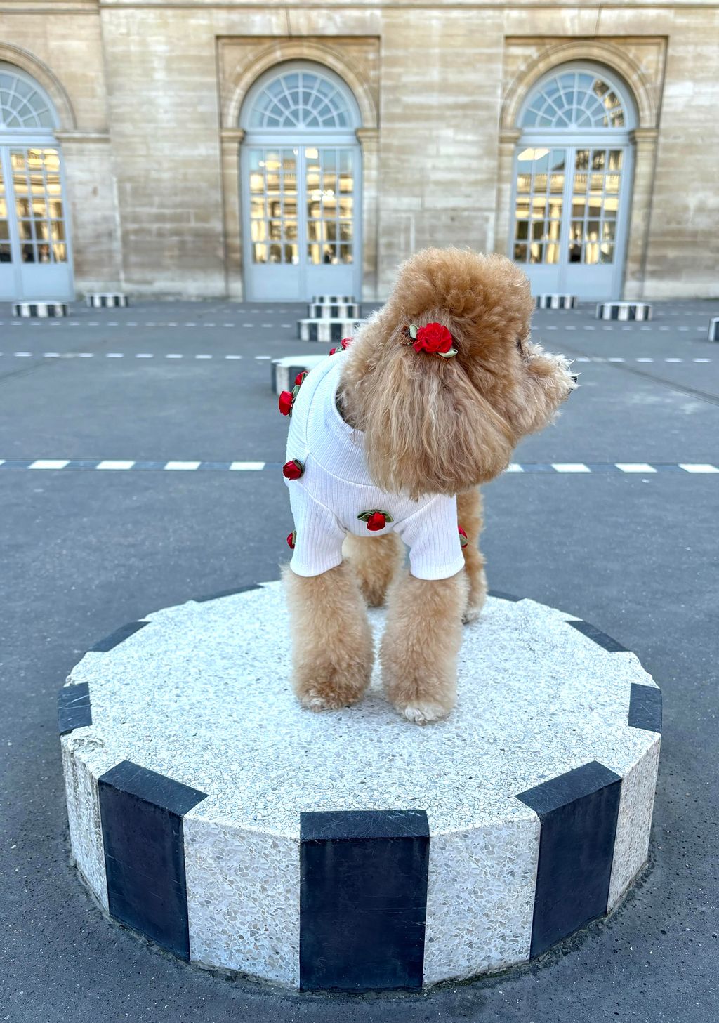 Image may contain Animal Canine Mammal Pet Dog City Puppy Teddy Bear and Toy