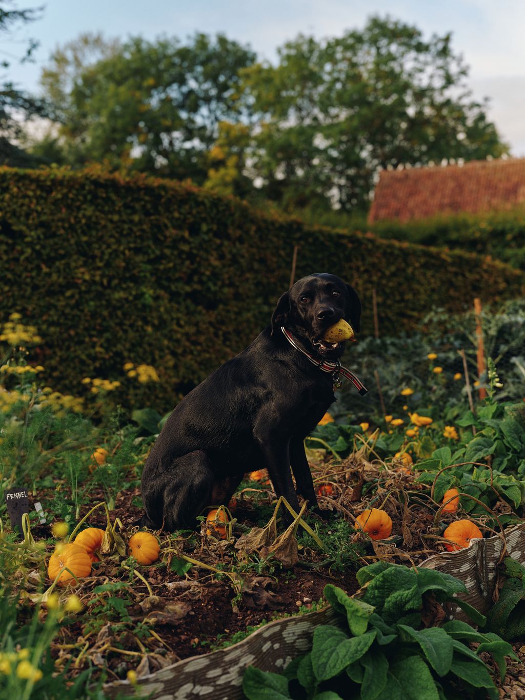 Image may contain Plant Vegetation Animal Canine Dog Mammal Pet Potted Plant Leaf Puppy Herbal Herbs and Grass